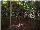 Cow Bay QLD 4873