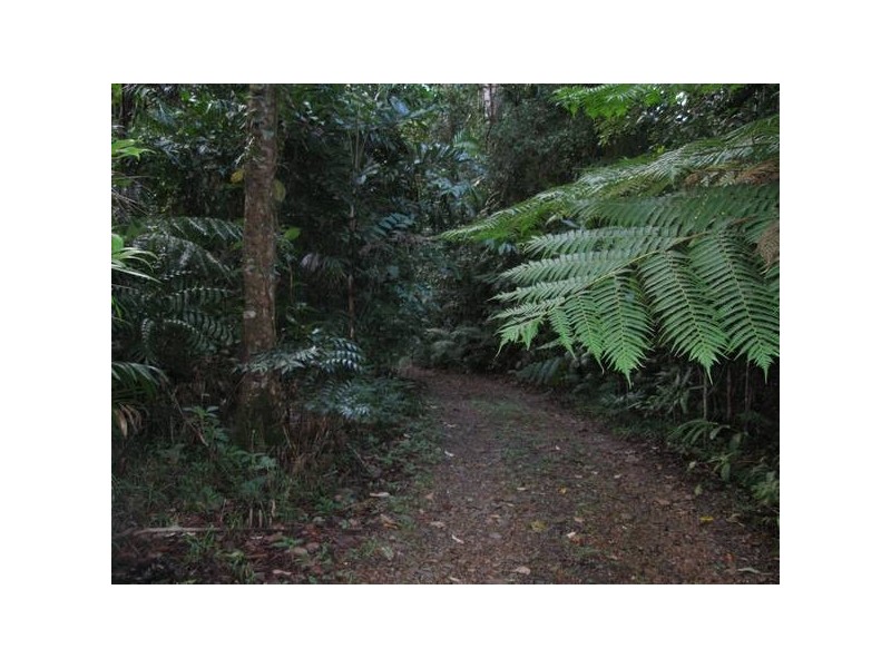 126 Rosewood Road, Cow Bay QLD 4873