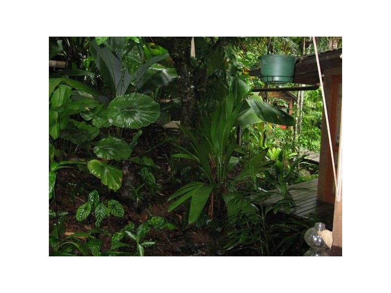 Cape Tribulation QLD 4873