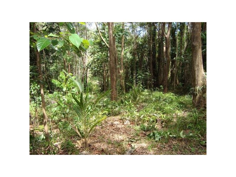 Forest Creek QLD 4873