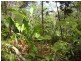 Forest Creek QLD 4873