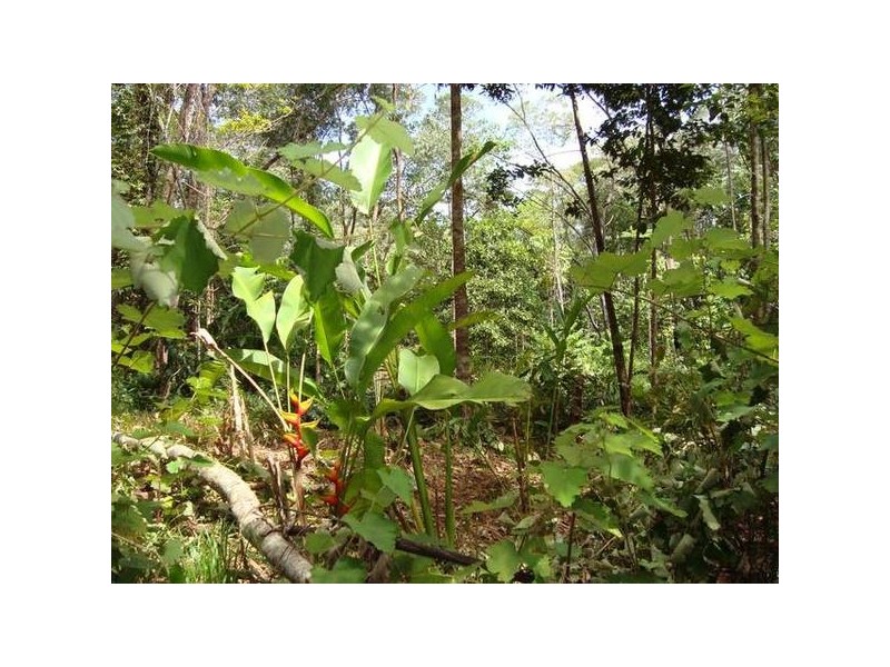 Forest Creek QLD 4873