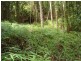 Forest Creek QLD 4873
