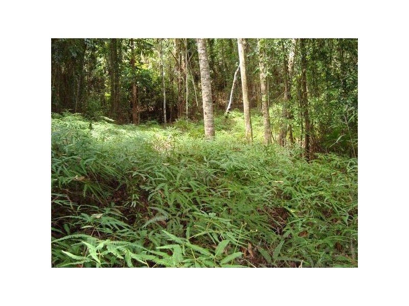 Forest Creek QLD 4873