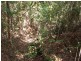 Forest Creek QLD 4873