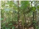 Forest Creek QLD 4873
