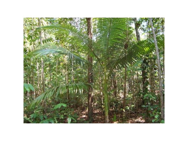 Forest Creek QLD 4873