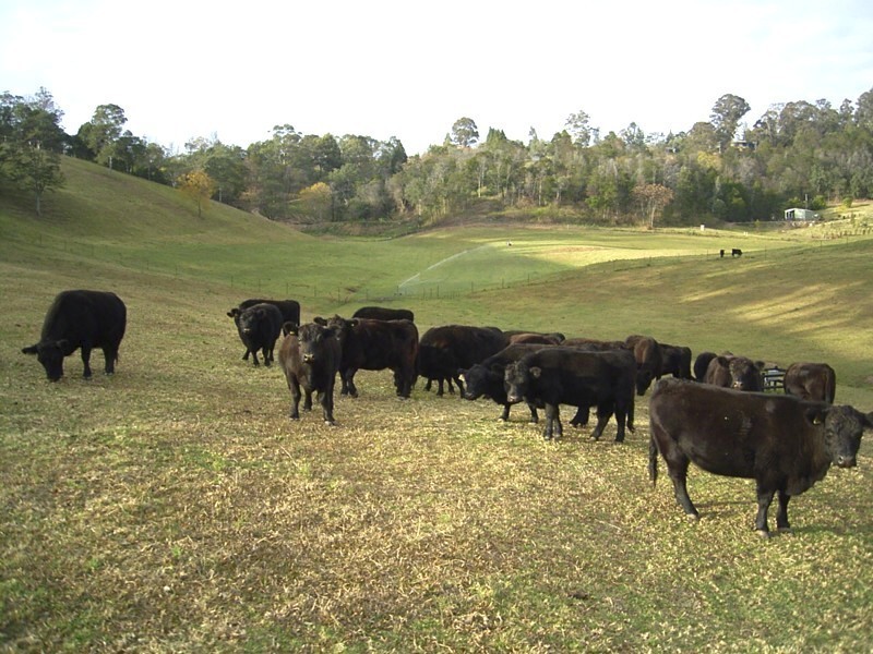 10 Bowen Mountain Road, Grose Vale NSW 2753