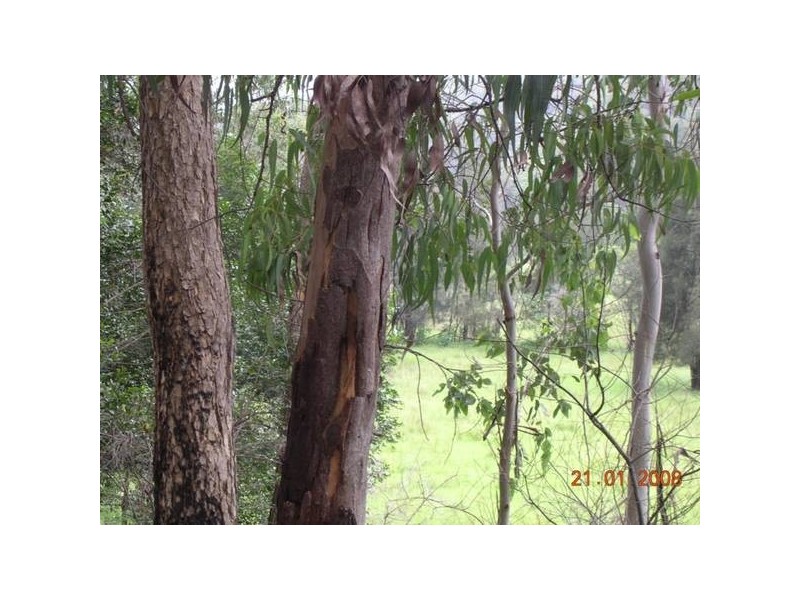 141 Doyles Creek Road, Webbs Creek NSW 2775