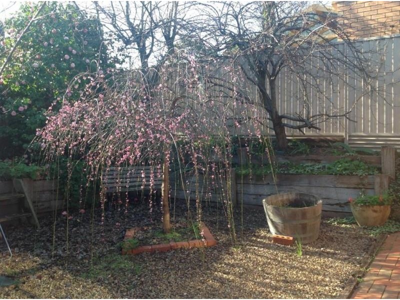 1 Pinetree Court, Ringwood North VIC 3134