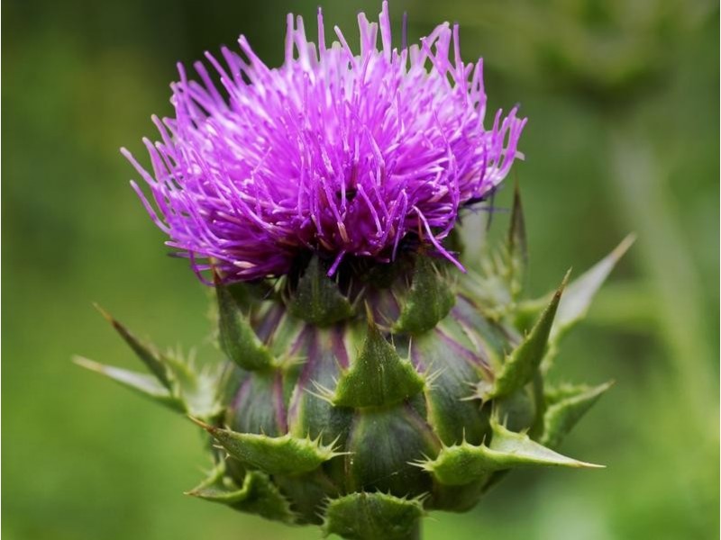 990 Sayers Rd, Tarneit VIC 3029