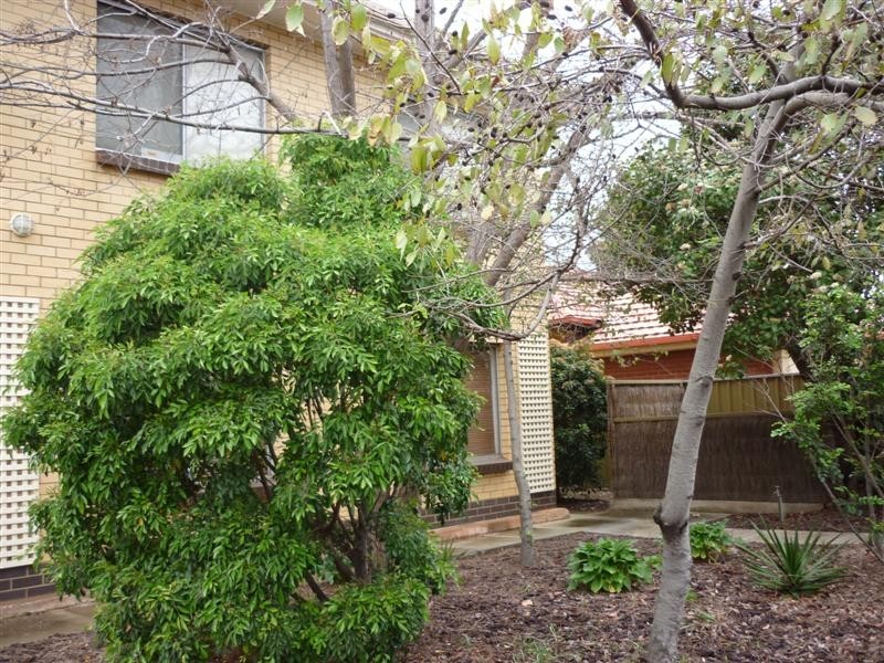 2/49 Ballantyne Street, Thebarton SA 5031