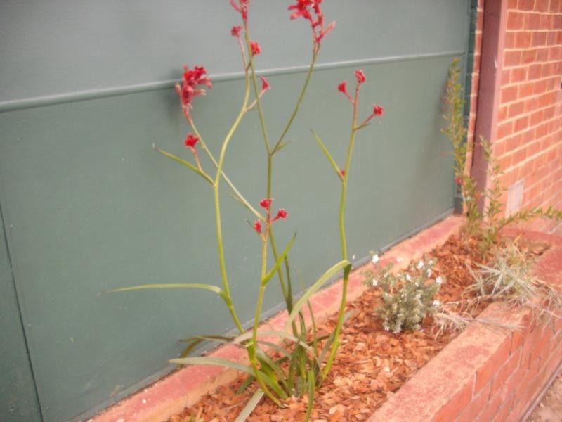 30 Stone Street, Blair Athol SA 5084