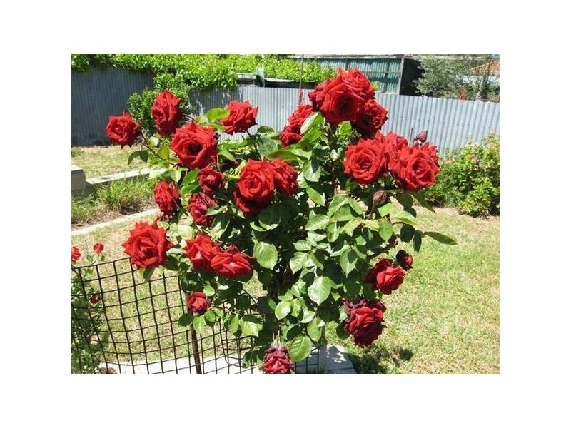 20 Hendrie Street, Morphettville SA 5043