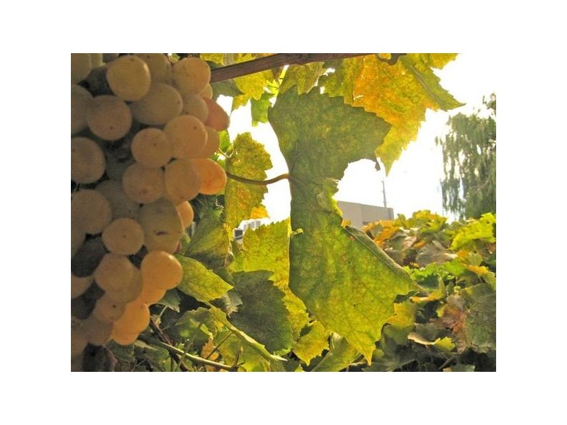 92 Marion Road (Cnr of Western Parade), Brooklyn Park SA 5032