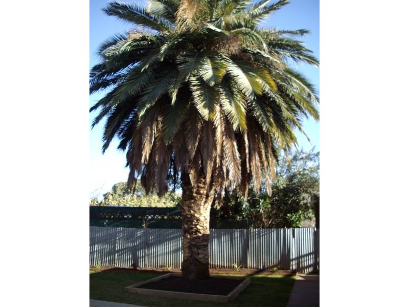 18 Elizabeth Street, Plympton SA 5038