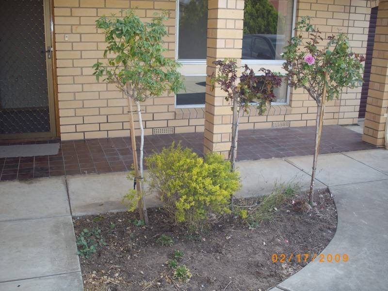 3/42 Curzon Street, Camden Park SA 5038