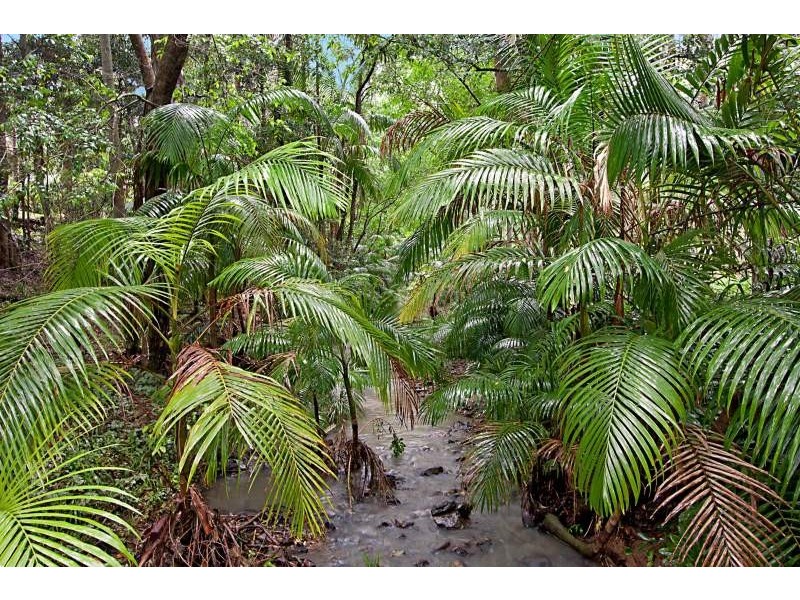 288 Trees Road, Tallebudgera QLD 4228