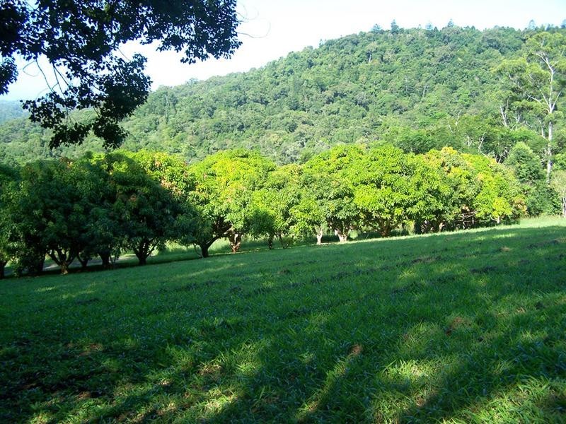 62A Tomewin Mountain Road, Currumbin Valley QLD 4223