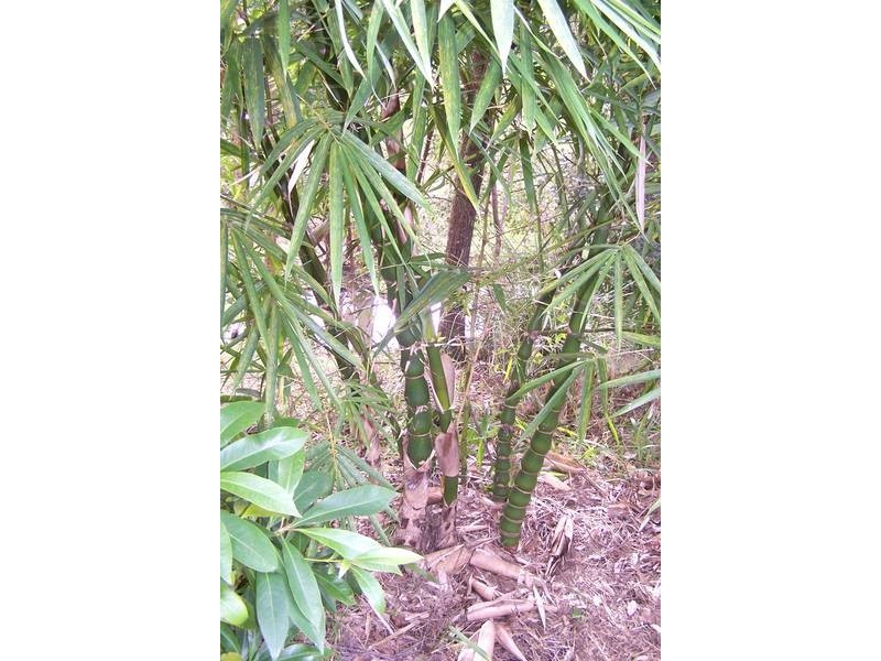 17 Cornwall Drive, Elanora QLD 4221
