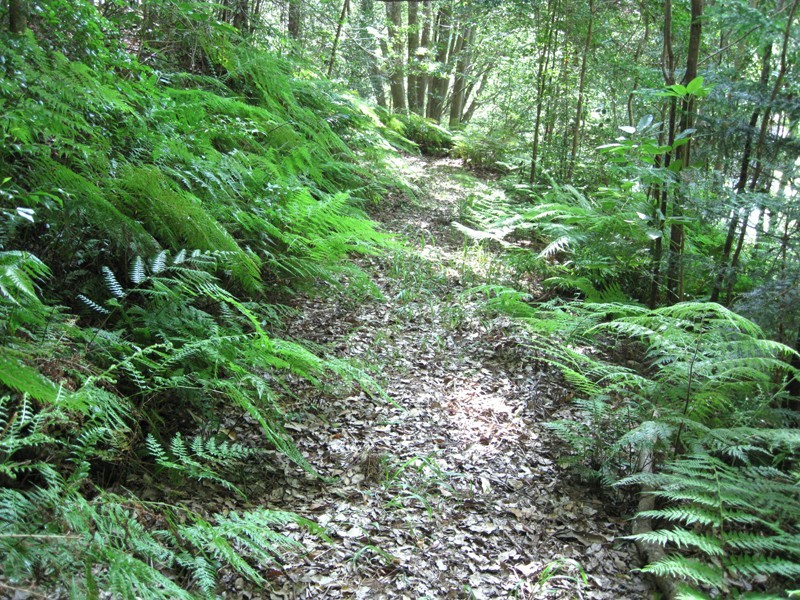 132 Tierney Drive, Currumbin Waters QLD 4223