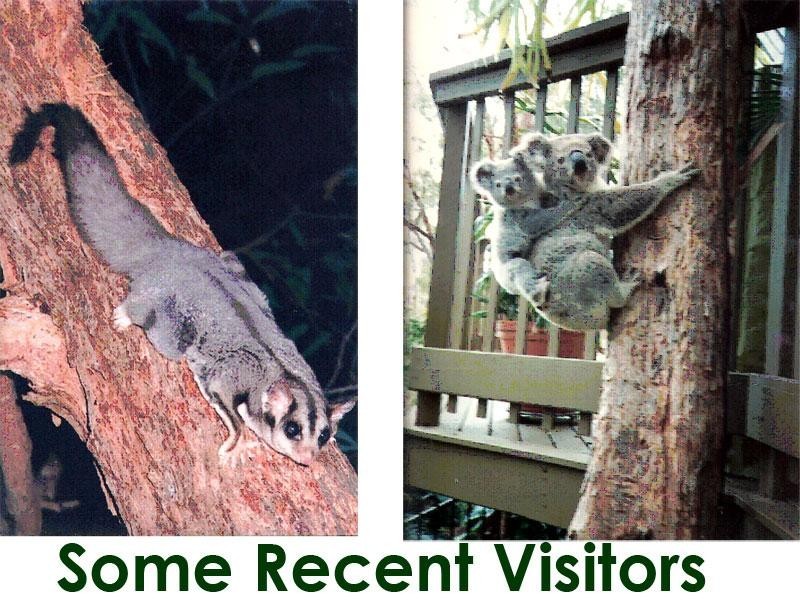 14 Lynshanel Court, Springwood QLD 4127