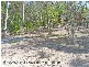 11 Lindsay Court, Cornubia QLD 4130
