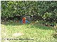 8 Walbrook Avenue, Springwood QLD 4127