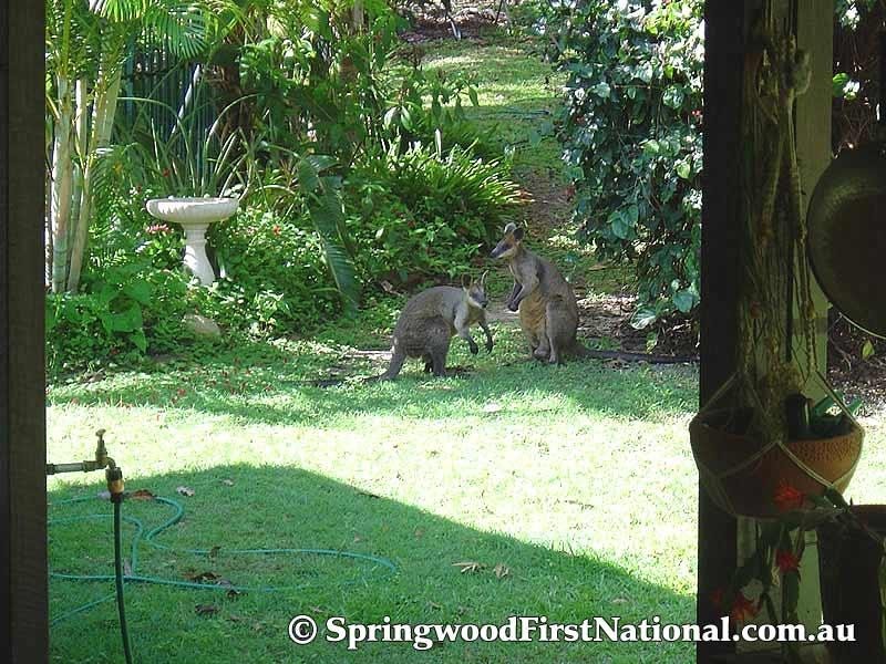 22 Van Dieman Crescent, Springwood QLD 4127