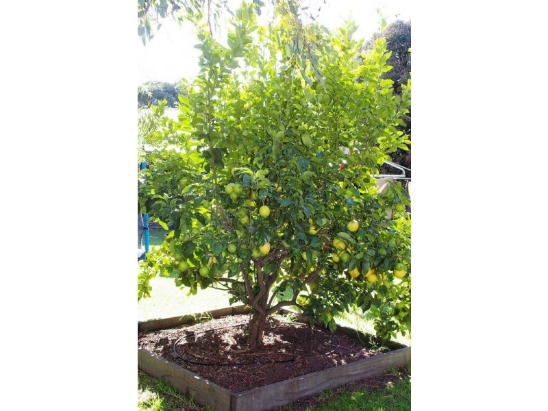 100 Fenwick Street, Portarlington VIC 3223