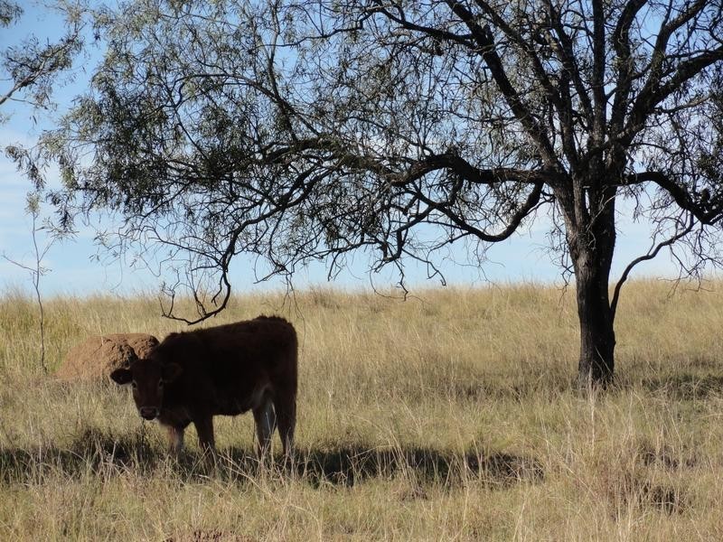 Calvert QLD 4340