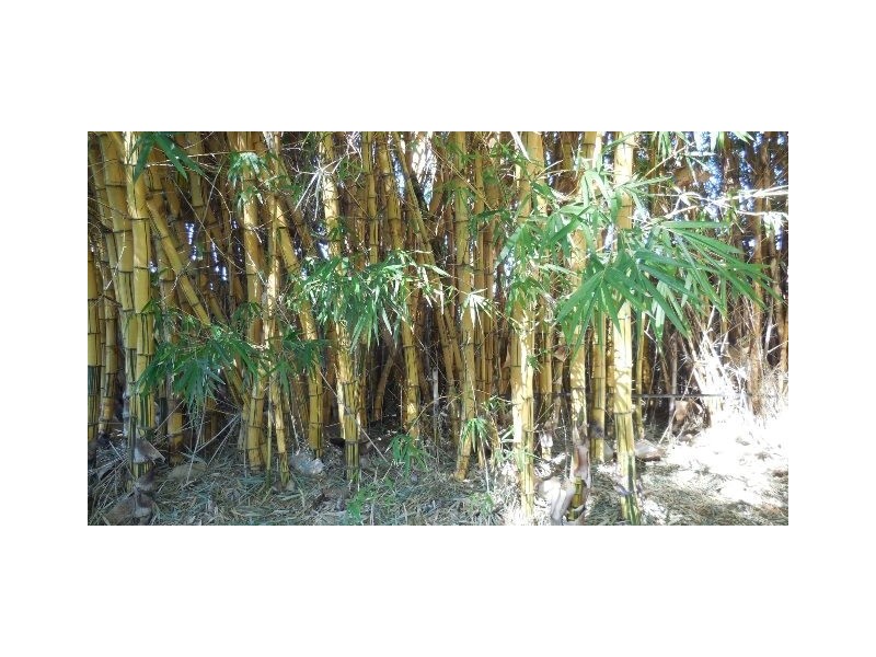 Lot 1 & 2 Lockrose Road, Lockrose QLD 4342