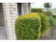 92 Jacaranda Drive, Yamanto QLD 4305