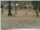 LOT 2 Paperbark Place, Curra QLD 4570