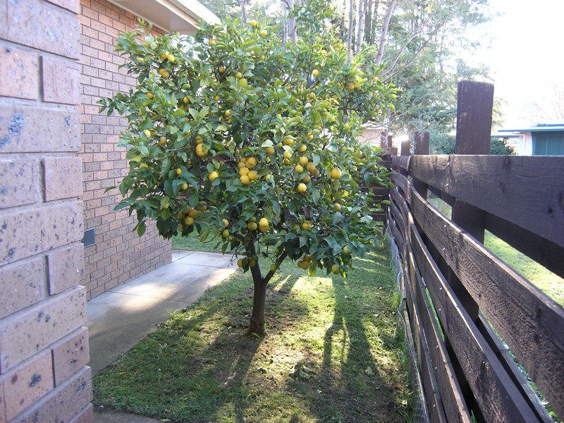 4/11 Burke St, Bright VIC 3741