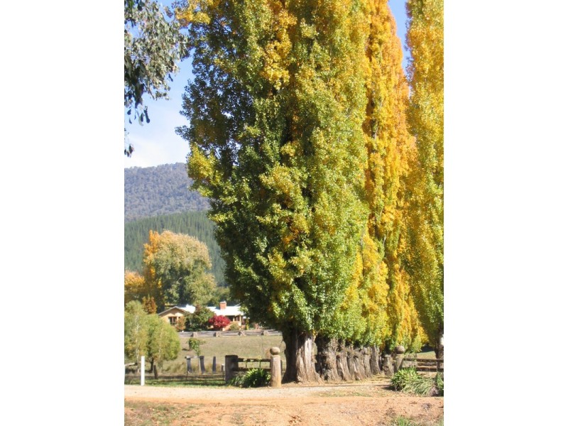 924 Morses Creek Road, Wandiligong VIC 3744