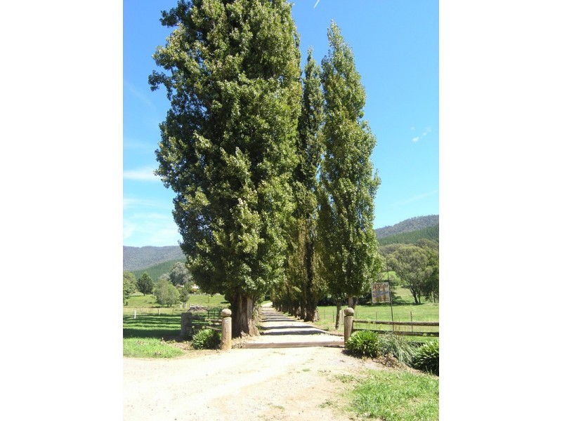 924 Morses Creek Road, Wandiligong VIC 3744