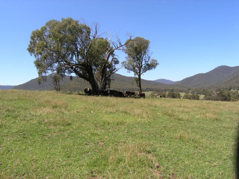 Devils Creek Road, Buckland VIC 3740