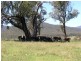 Devils Creek Road, Buckland VIC 3740