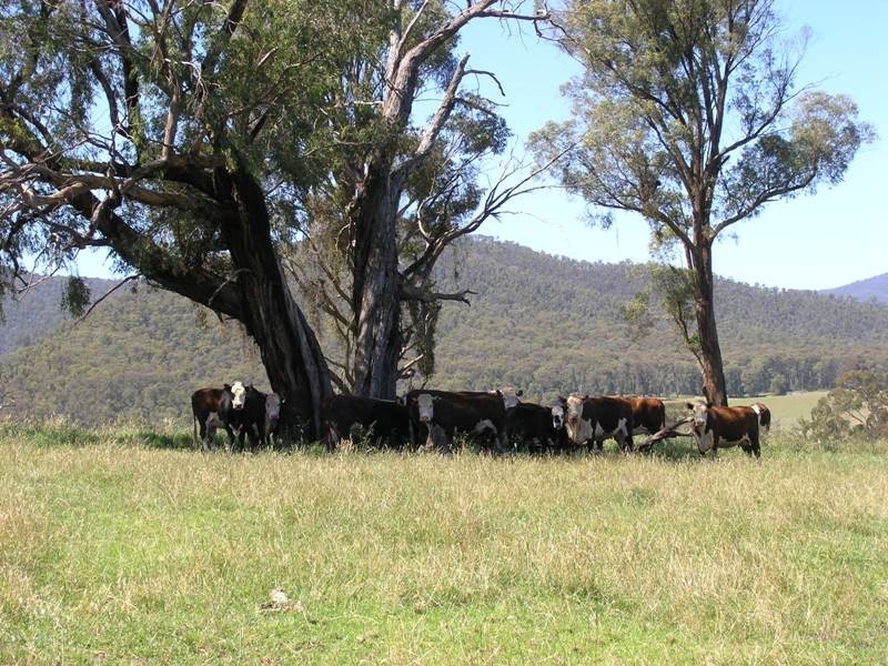 Devils Creek Road, Buckland VIC 3740