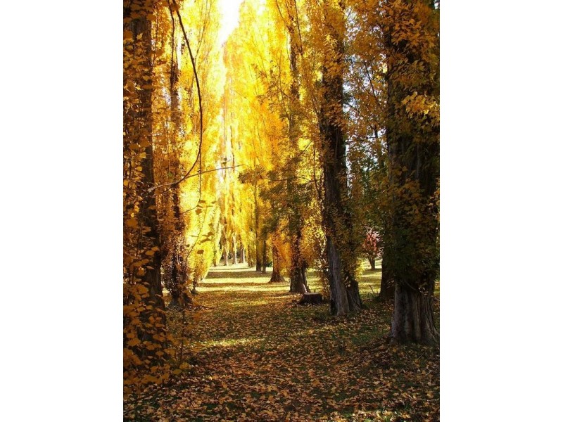 12 Showers Avenue, Bright VIC 3741