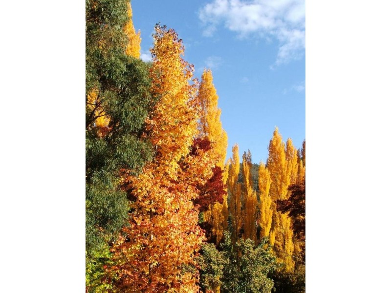 12 Showers Avenue, Bright VIC 3741