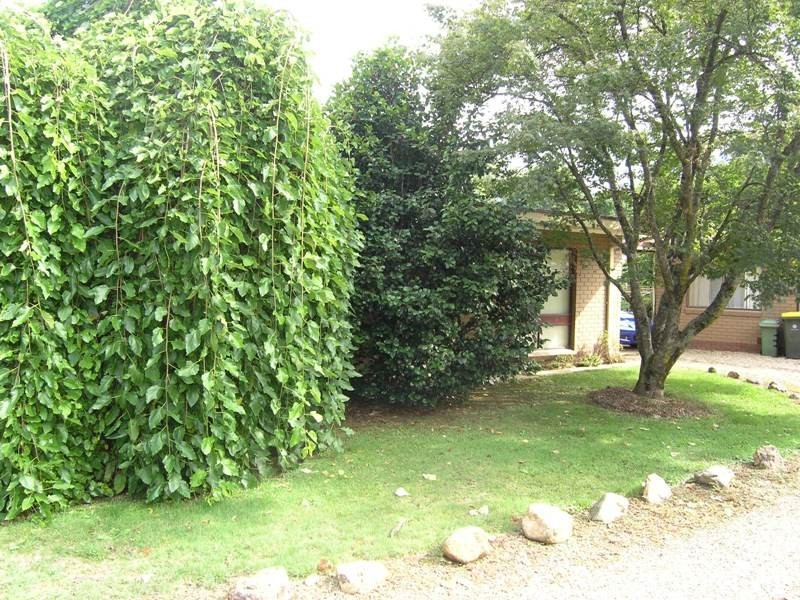 2/43 Cobden St, Bright VIC 3741