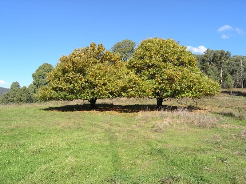 CA S3 Jagoes Gully Road, Wandiligong VIC 3744