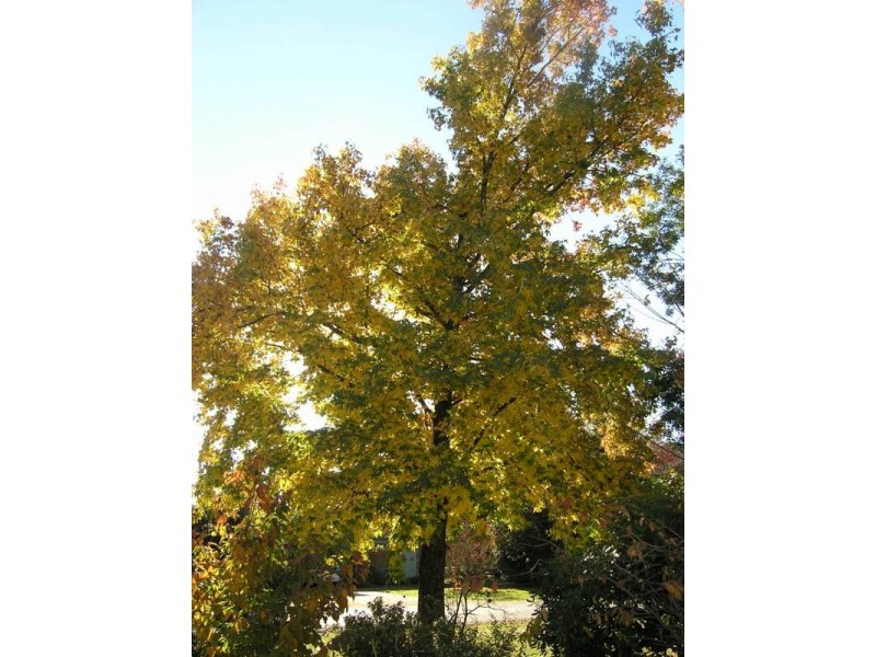 6 Wood Street, Bright VIC 3741