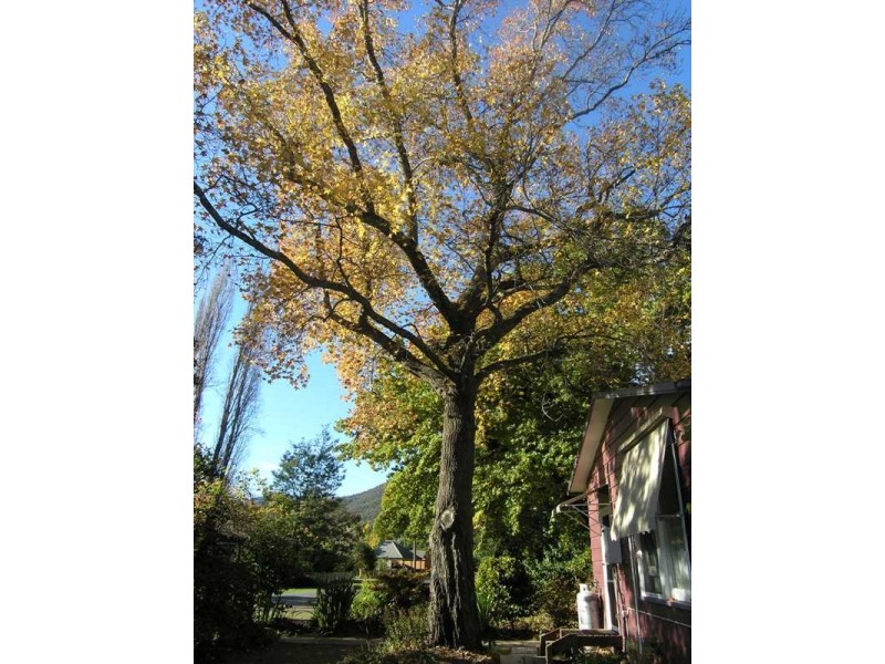 6 Wood Street, Bright VIC 3741