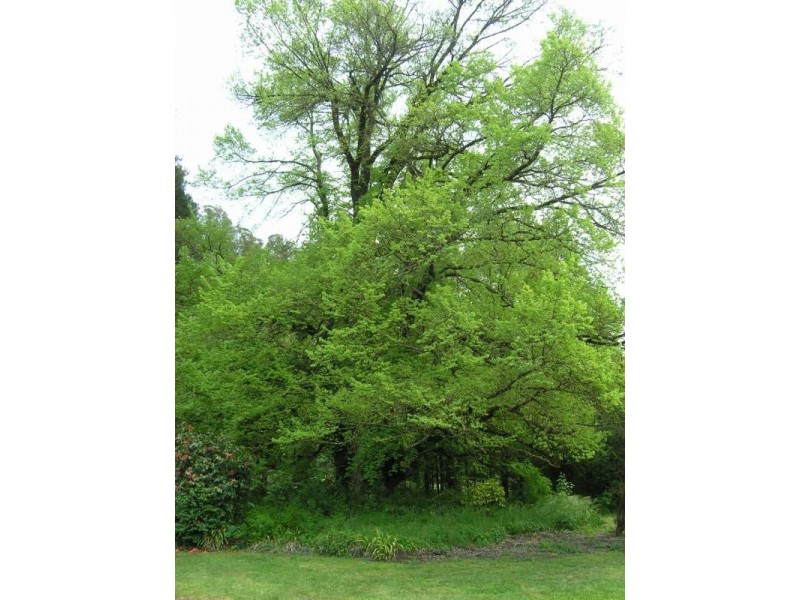 973 Great Alpine Road, Freeburgh VIC 3741