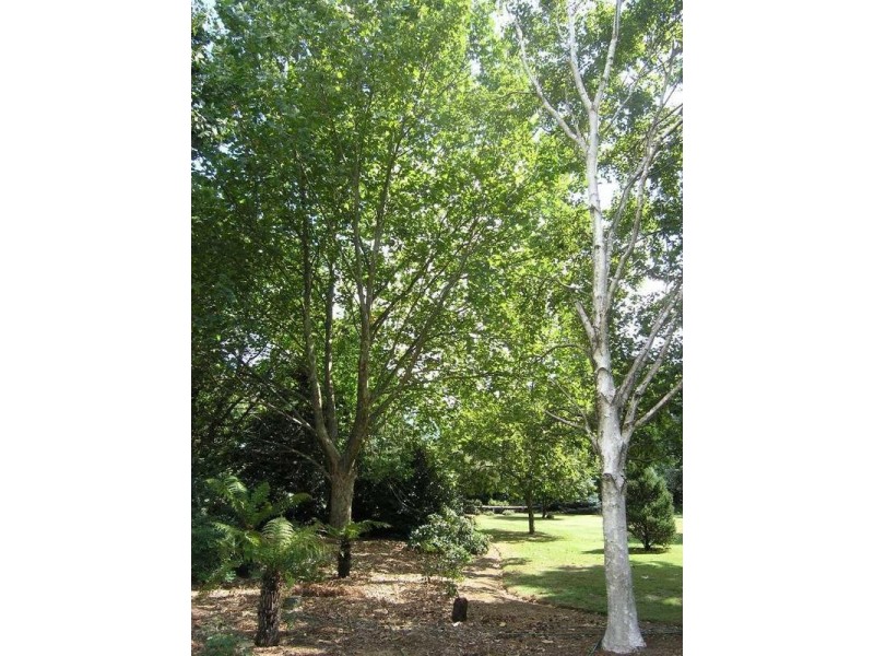 2179 Great Alpine Road, Harrietville VIC 3741