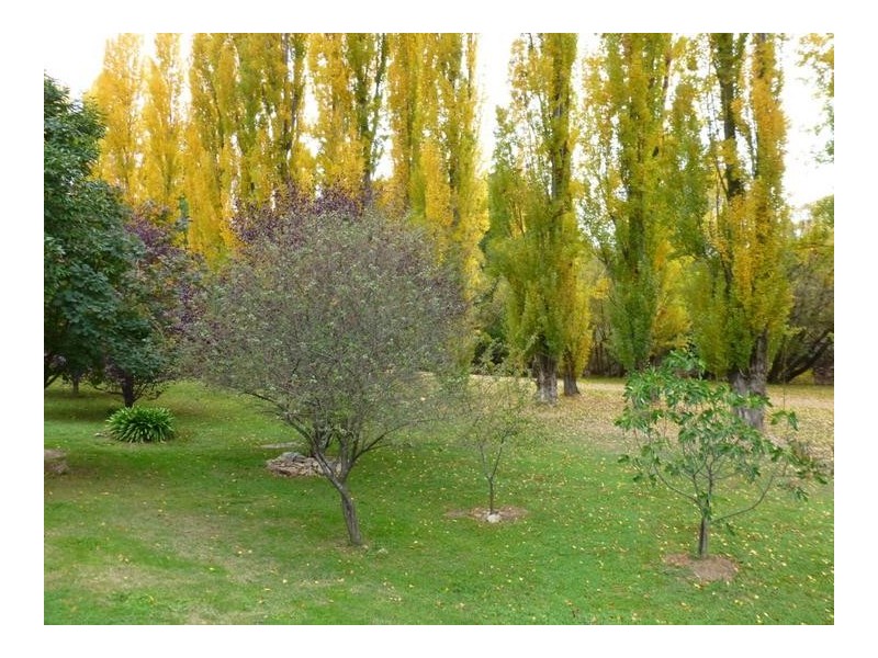 20 Showers Avenue, Bright VIC 3741