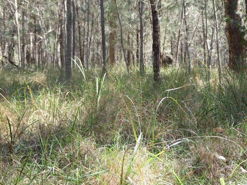Drake NSW 2469